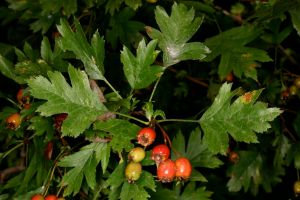 No photos of Turkish hawthorn available.  This photo is of another hawthorn species (Crataegus rhipidophylla) that occurs in Turkey. Photo courtesy of Knud Ib Christensen – Wikipedia.
